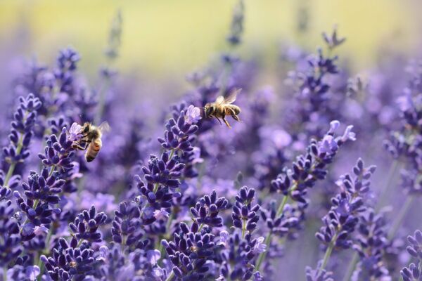 Bienen im Lavendel