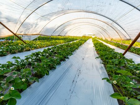 Erdbeerfeld ist abgedeckt und überdacht mit Plastik