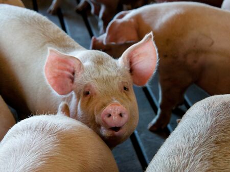 Ein Schwein schaut zwischen vielen anderen Schweinen in die Kamera