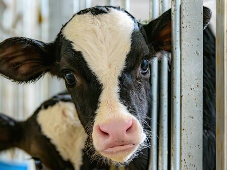 Ein schwarz-weißes Kalb schaut verängstigt in die Kamera