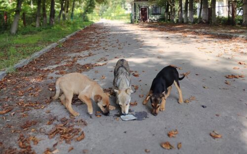 Drei Straßenhund in Odessa
