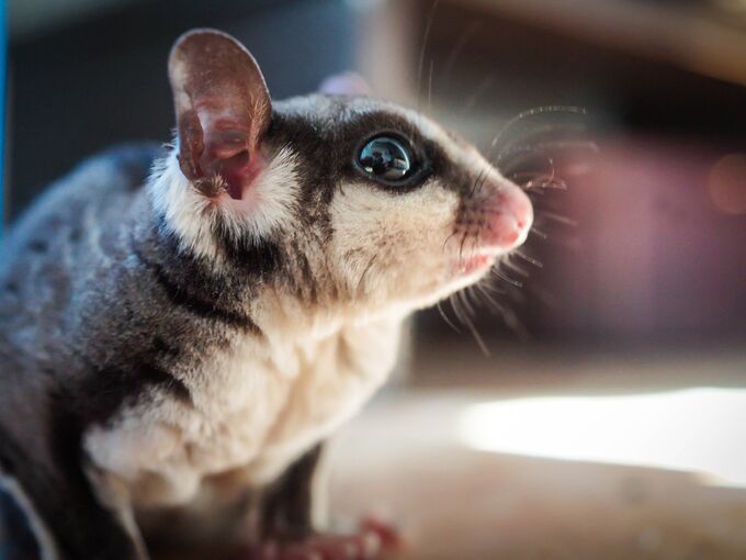 Sugar Glider