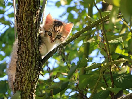 Kleine Katze auf Baum