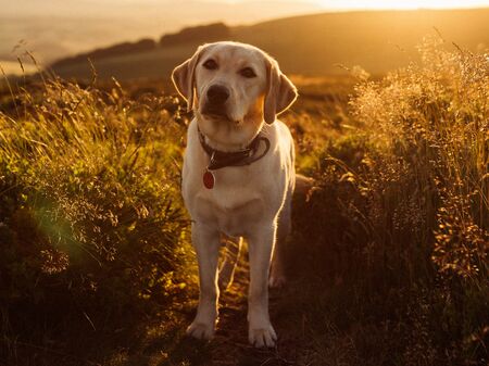 Labrador Retriever im Sonnenlicht