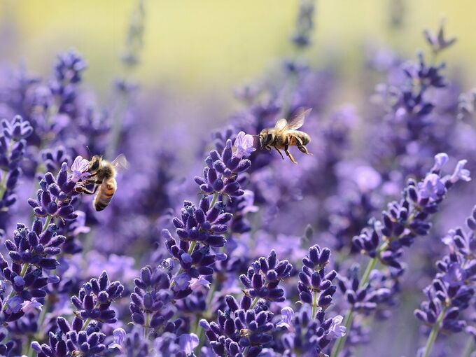 Bienen im Lavendel