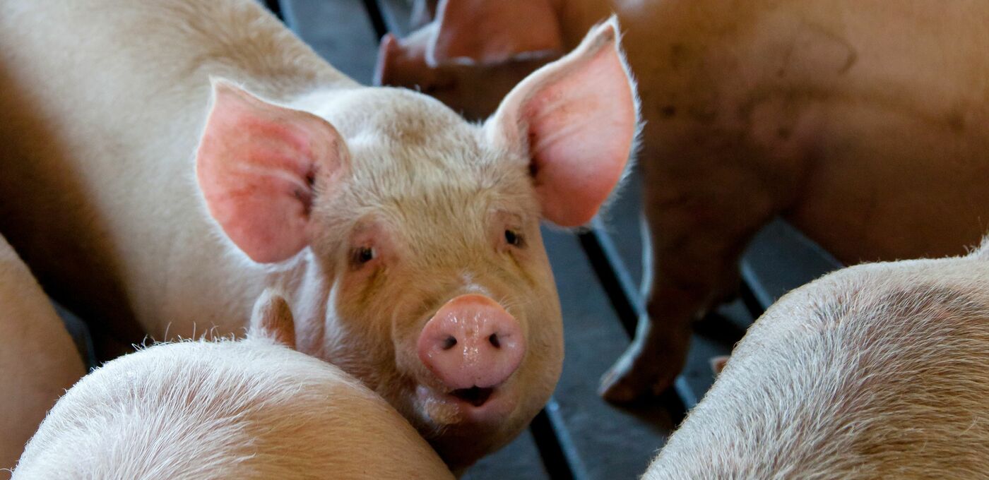 Ein Schwein schaut zwischen vielen anderen Schweinen in die Kamera