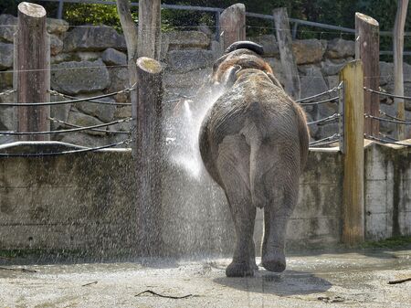 Elefant im Zoo
