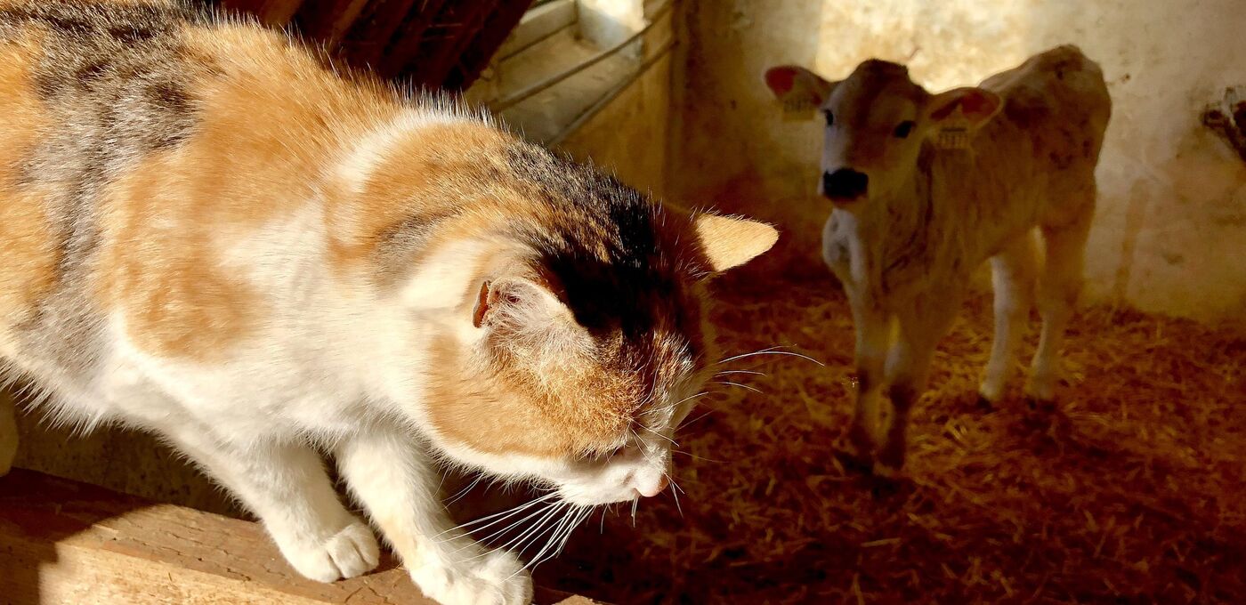 Katze im Stall