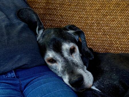 alter Hund mit Mensch