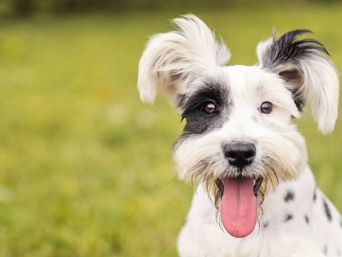 Glücklicher Hund