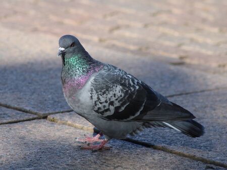 Taube auf Asphalt