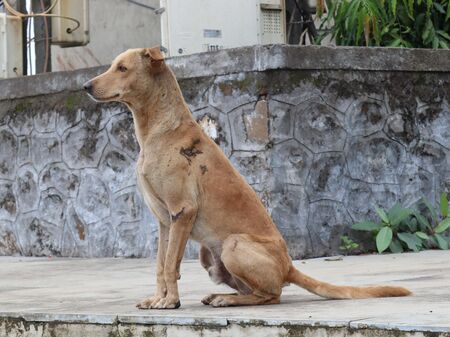 Straßenhund