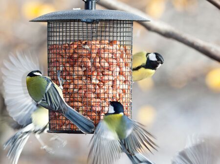 Vogelfütterung