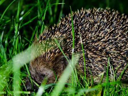 Igel versteckt im Gras