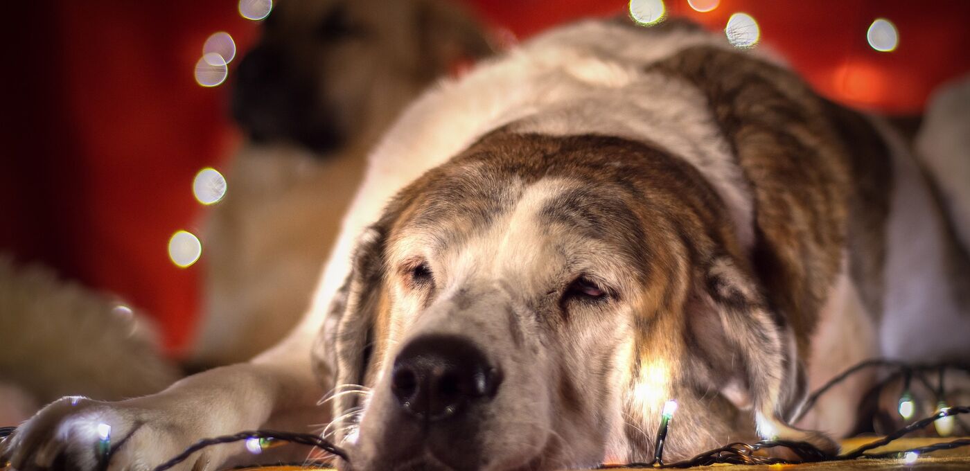 Schlafender Hund vor einem Weihnachtsbaum