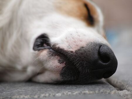 Hund liegt auf Straße