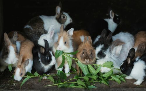 Mehrere Kaninchen fressen gemeinsam