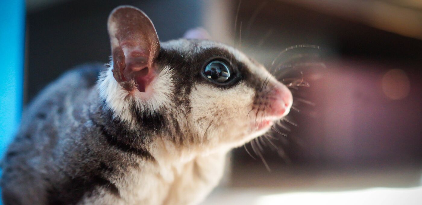 Sugar Glider
