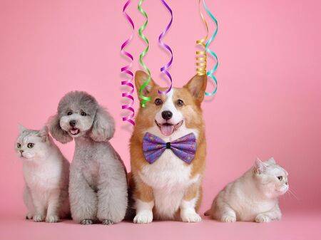 Haustiere und Karneval