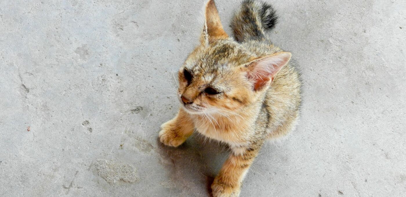 Straßenkatze Kitten