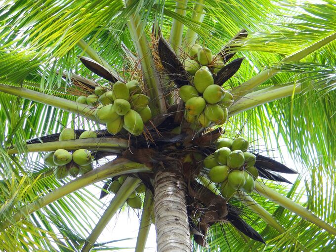 Kokospalme