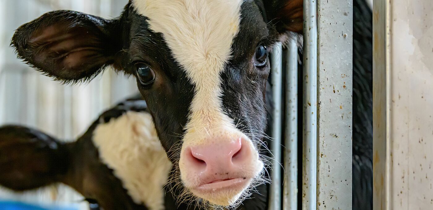 Ein schwarz-weißes Kalb schaut verängstigt in die Kamera