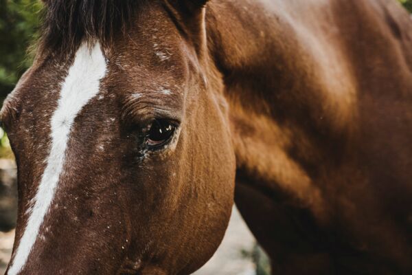 Ausschnitt des Gesichtsausdrucks eines Pferdes, das ängstlich schaut