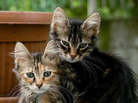 Zwei verwahrloste Katzen sitzen nebeneinander