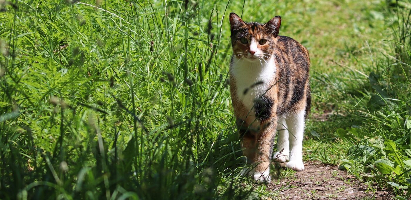 Katze im Gras