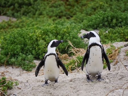 zwei Pinguine