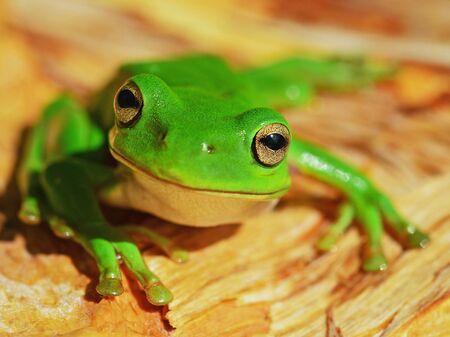 Kleiner grüner Frosch