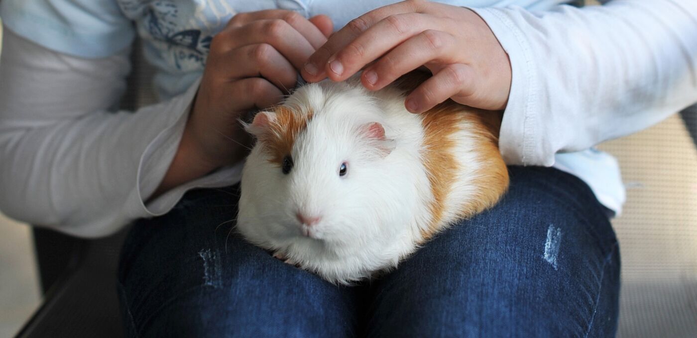 Kind mit Meerschweinchen auf dem Schoß