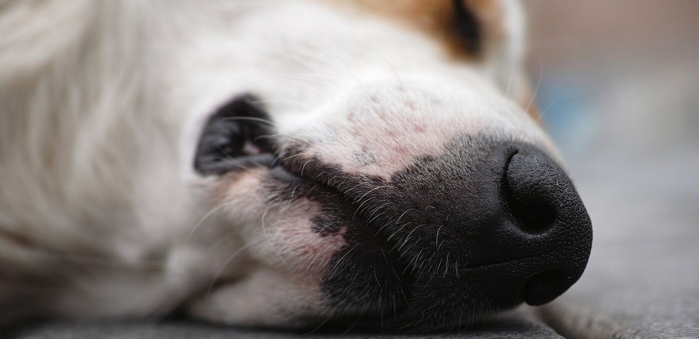 Hund liegt auf Straße