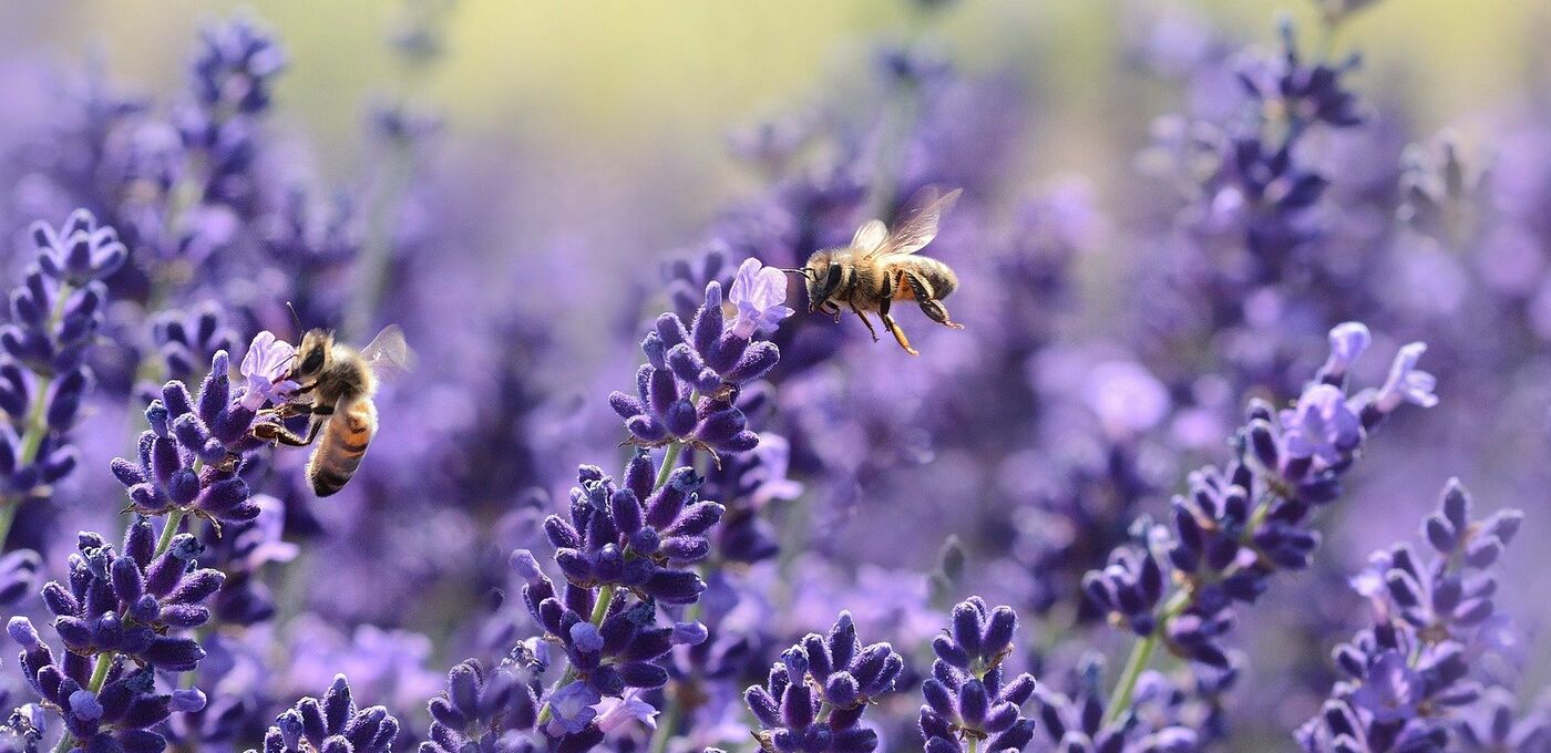 Bienen im Lavendel