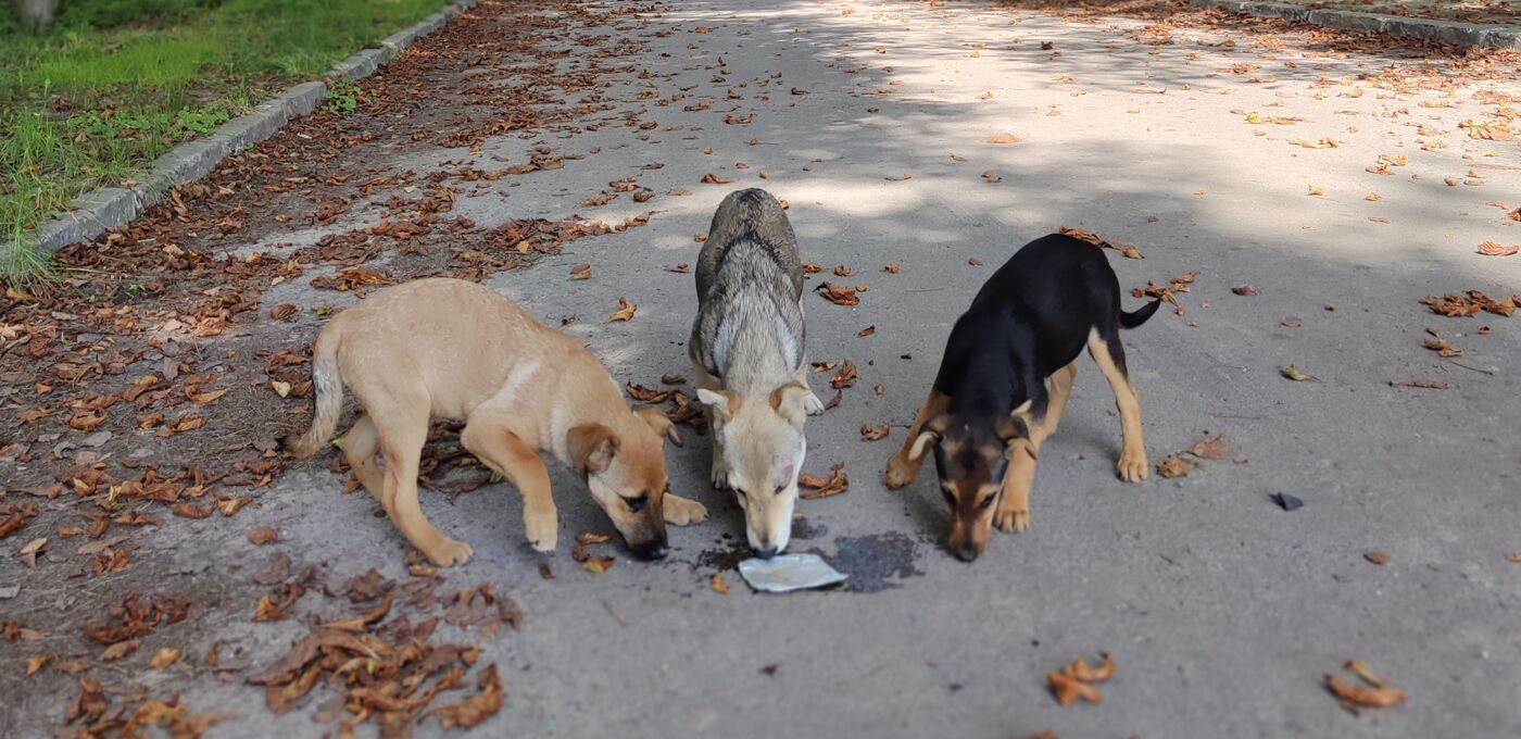 Drei Straßenhund in Odessa