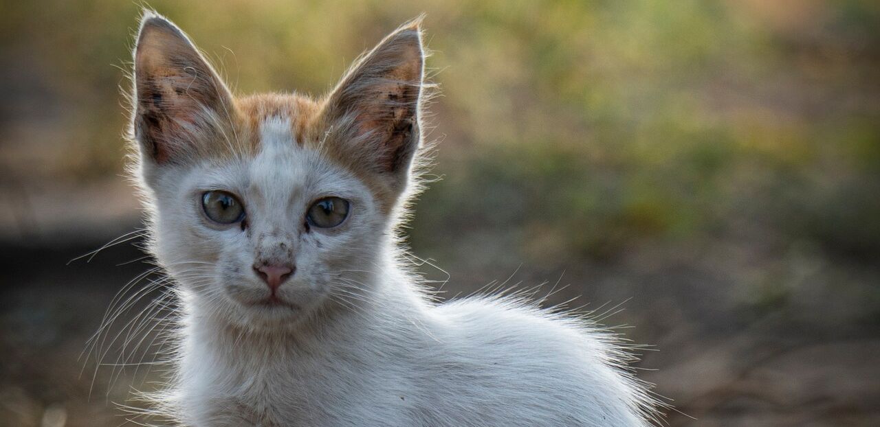 Straßenkatze