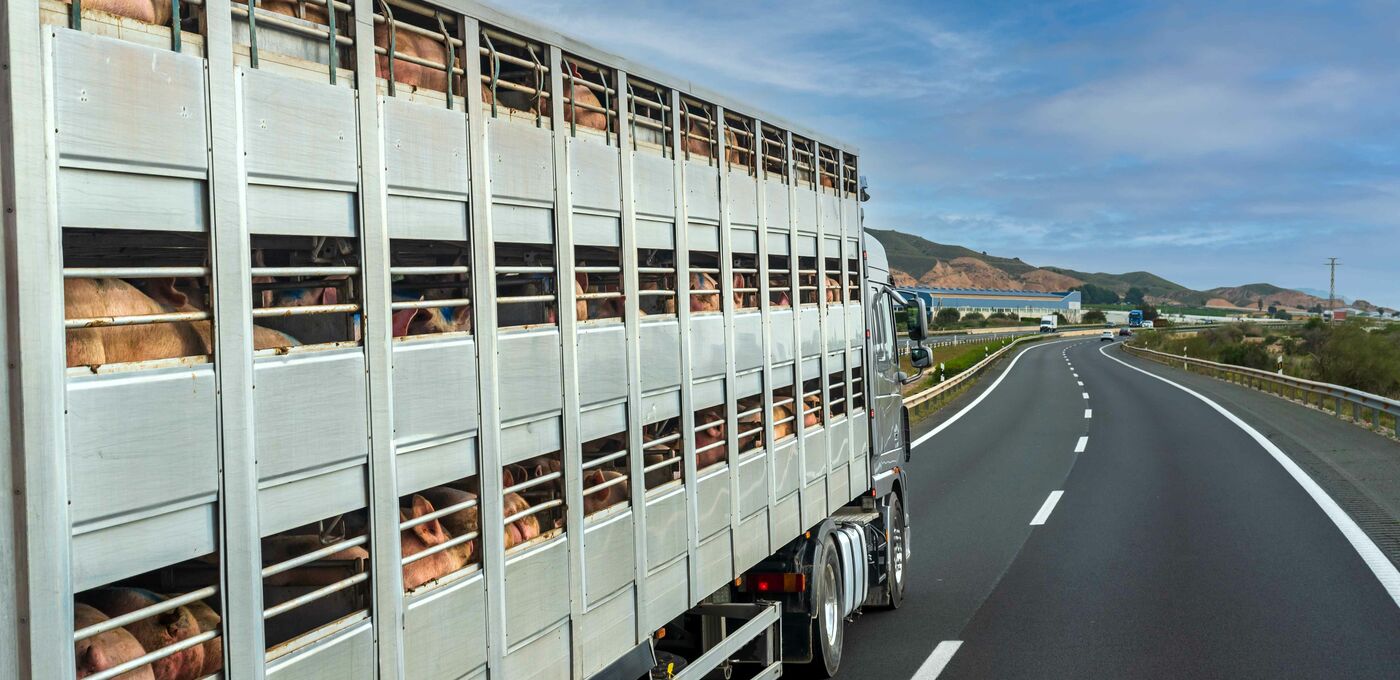 Schweinetransport