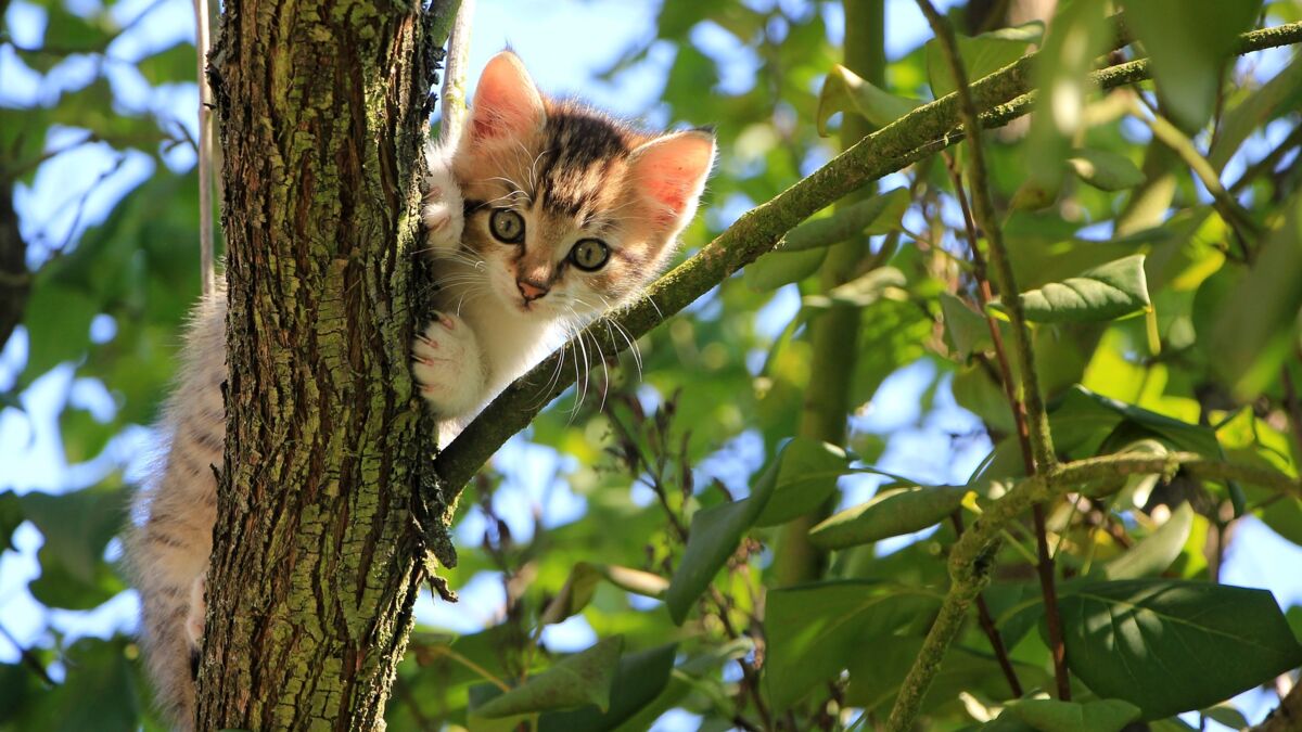 Kleine Katze auf Baum