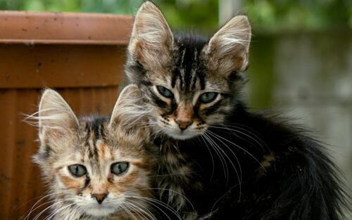 Zwei verwahrloste Katzen sitzen nebeneinander