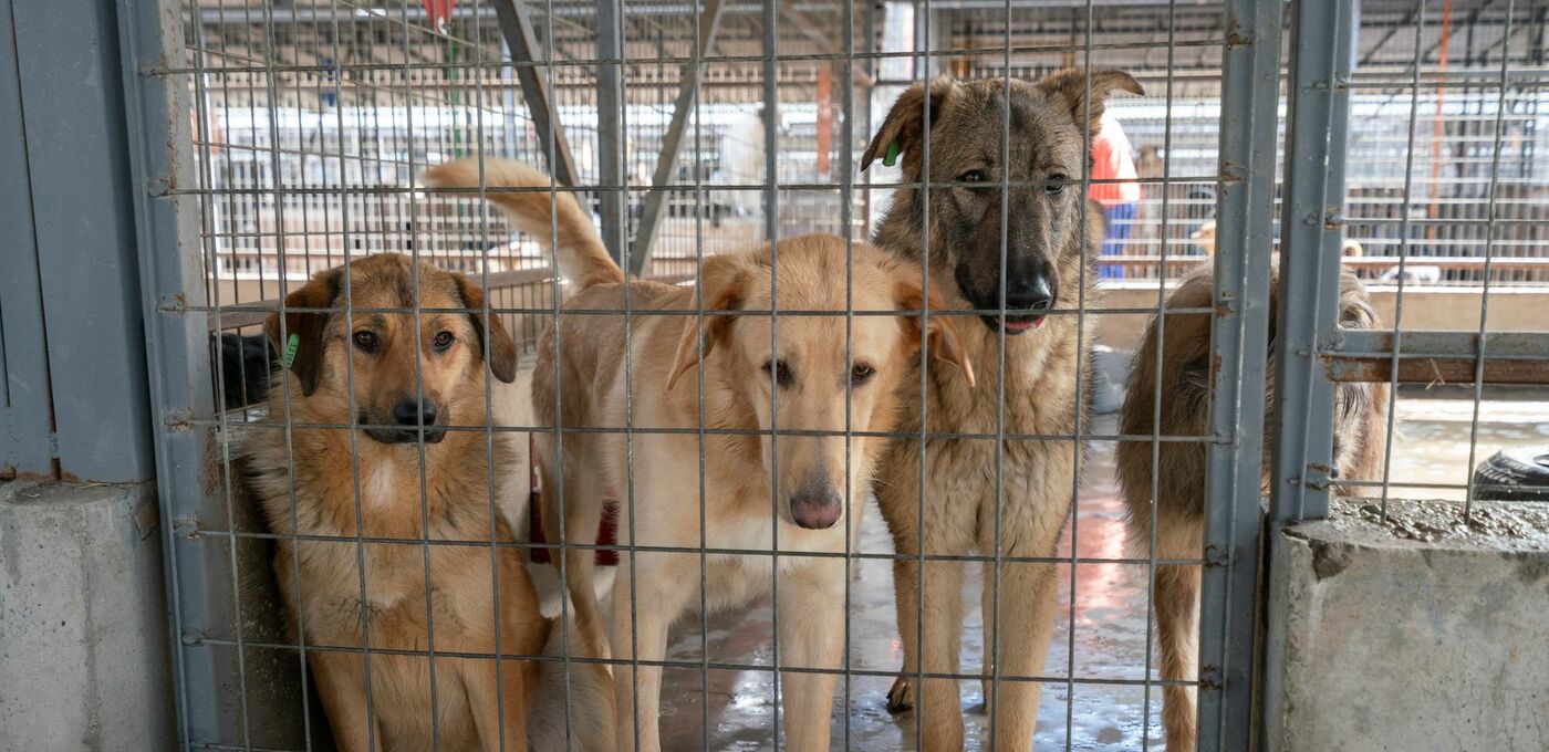 Straßenhunde in Rumänien