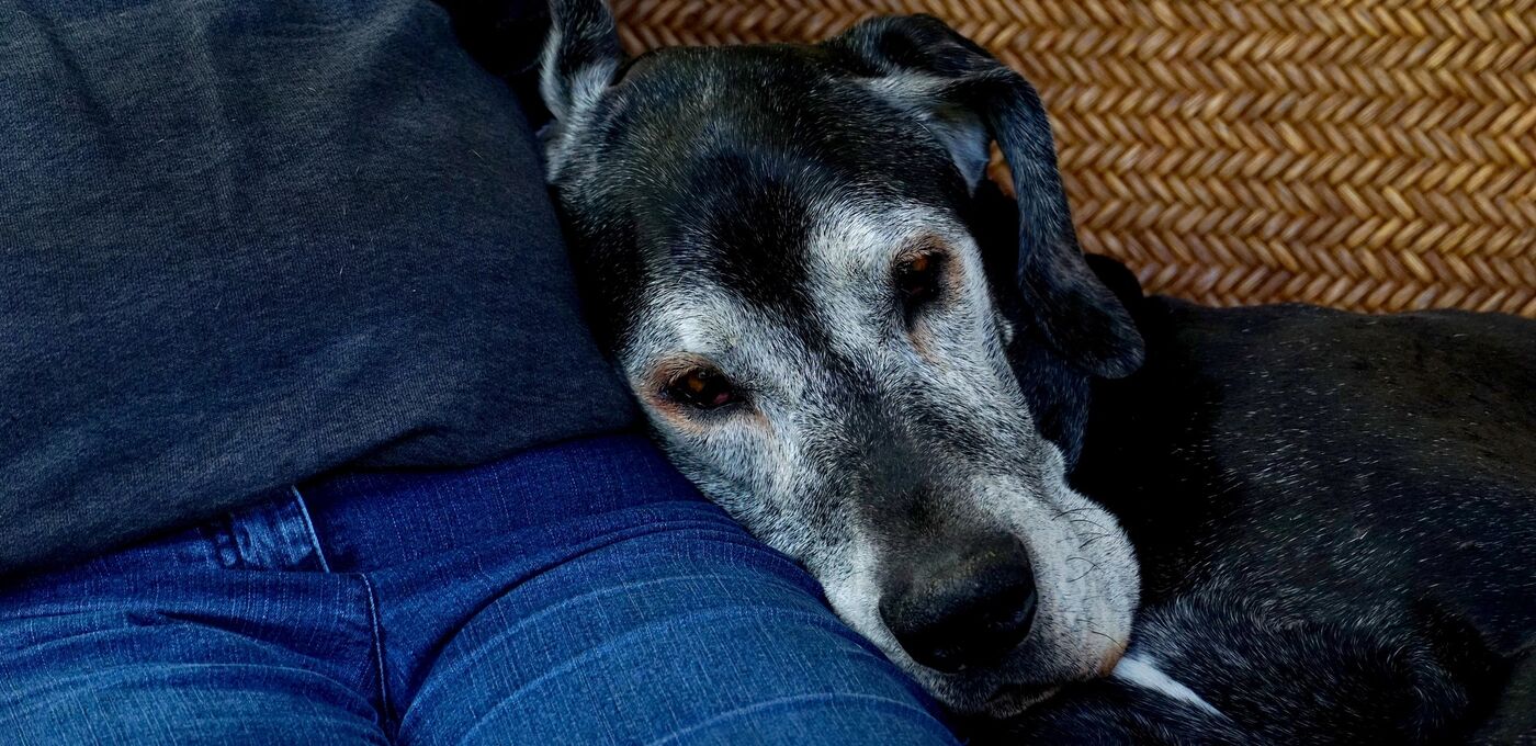 alter Hund mit Mensch