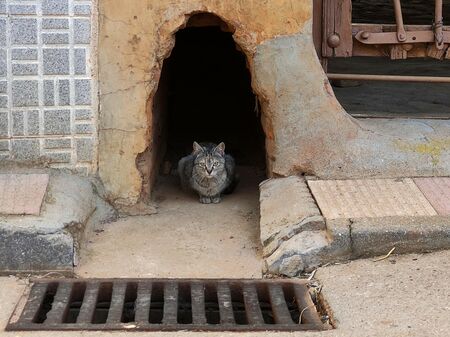 Straßenkatze