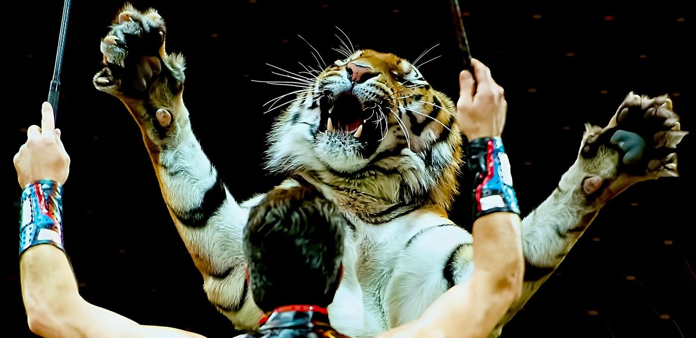 Tiger in der Manege mit Dompteur