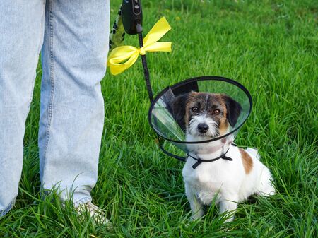 Hund an der Leine mit einer gelben Schleife