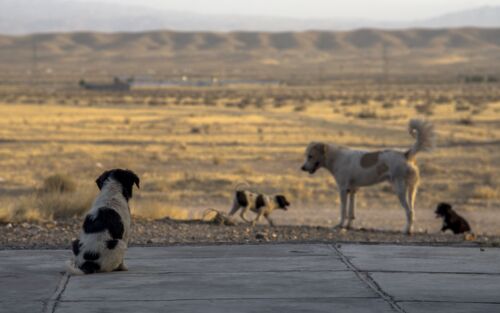 Straßenhunde