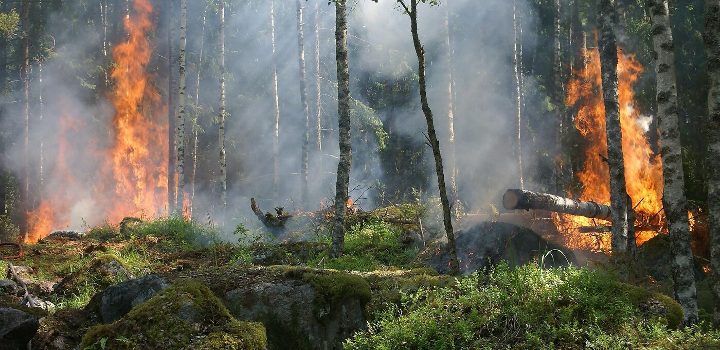 Waldbrand