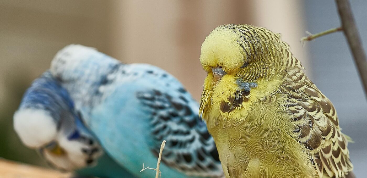 Standardwellensittich