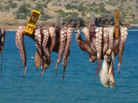 Oktopusse auf Kreta