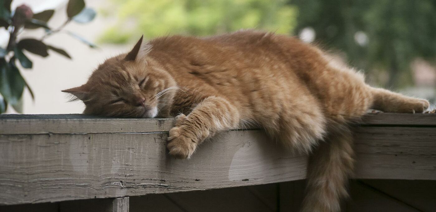 Dicke Katze auf Terrasse