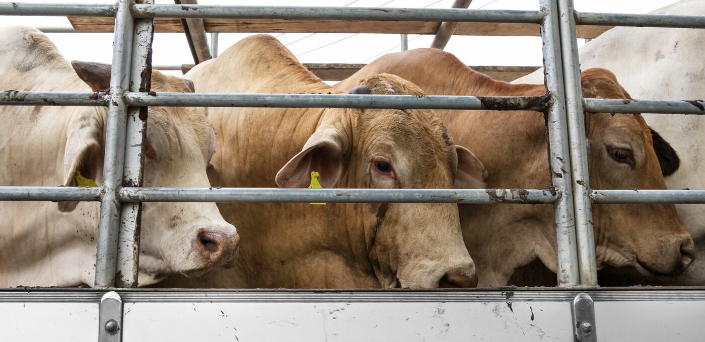 Drei Kühe im schlechten Zustand befinden sich im Tiertransporter